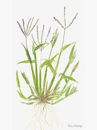 Image result for Digitaria sanguinalis