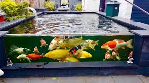 Akuarium hias, baik akuarium air tawar, akuarium air laut dan aquarium aquascape tentunya akan semakin cantik dengan ikan hias yang ada nah bagi yang ingin memelihara dan merawat ikan hias di akuarium diperlukan beberapa cara agar ikan hias tetap sehat dan tidak mudah mati. Rahasia Cara Memelihara Ikan Koi Yang Baik Dan Benar Ikanesia Id