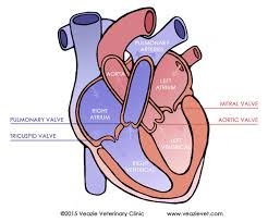 It is usually the sound of the blood negotiating its way heart murmurs are very common in babies and young children. Heart Murmurs Veazie Vet
