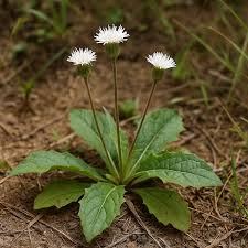 Image result for Elephantopus scaber