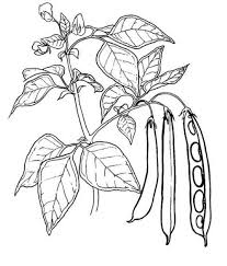 Free Peas Coloring Pages Printable Free Coloring Sheets Vegetable Coloring Pages Cartoon Coloring Pages Coloring Pages