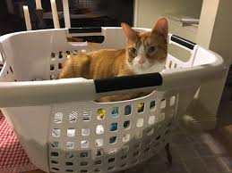 Causes of hairballs in cats and how to treat hairballs. Never Give Up On Your Dream Even If You Are A Cat