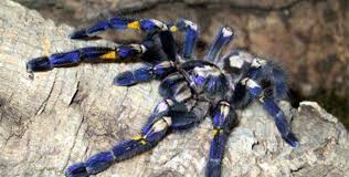 In the face of a threat or a perceived threat, a typical american tarantula has two lines of defense. Lessons From A Tarantula Harvard Medical School
