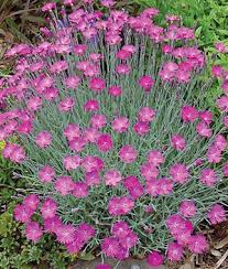 We did not find results for: Pin By Sue Malloy On Gardens And Nature Flowers Perennials Perennial Plants Perennials