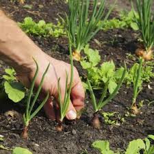 Wer eigenes gemüse frisch aus dem garten ernten möchte, findet hier einen überblick über die bedeutung einer gezielten fruchtfolge für die ernte von gesundem gemüse. Welche Pflanzen Wohin Im Garten