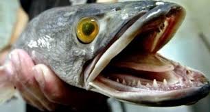 Kumpulan gambar ikan konsumsi, hias, dan laut. Khasiat Kepala Ikan Toman Bagi Manusia Terutama Bagi Pria Badan Penelitian Dan Pengembangan Kota Palangka Raya