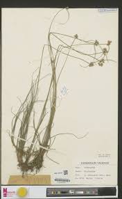 Image result for Trichoscypha lucens