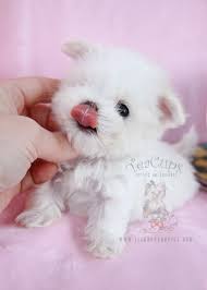 Micro Teacup Maltese Puppy By Teacups Puppies Boutique Maltese Puppy Teacup Puppies Teacup Puppies For Sale