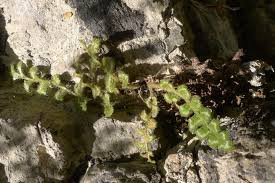 Image result for Asplenium rutifolium