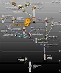 Hominid Evolution Is Wibbly Wobbly Timey Whimy Love