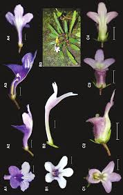 Image result for Streptocarpus myoporoides