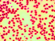 Maybe you would like to learn more about one of these? Microscope Images At Various Magnifications Microscope World Resources