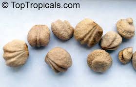 Image result for Grewia olukondae