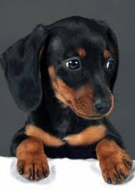 Adorable Black And Tan Dachshund Puppy Wiener X Dachshund Puppies Baby Dogs Black And Tan Dachshund
