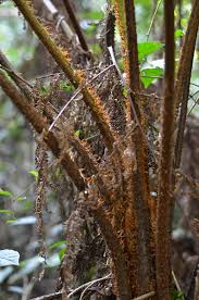 Image result for Cyathea manniana