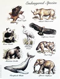 Best Of Endangered Extinct Animals Mrgesa