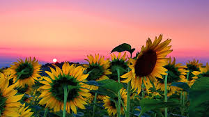 Apr 19, 2021 · vsco is a popular photography app for both android and ios, known for stunning filters and effects. Cute Sunflower Desktop Wallpapers Top Free Cute Sunflower Desktop Backgrounds Wallpaperaccess