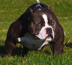 The american bully should give the impression of great strength for its size. American Bullies Why Dog Owners Love Owning This Breed