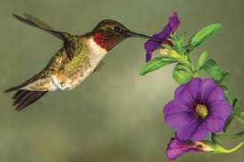 Do hummingbirds like hibiscus flowers? Plant Hummingbird Friendly Flowers This Year Cape Gazette