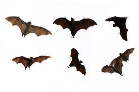 This will ensure their survival and ability to continue getting rid of pests. 13 Effective Home Remedies To Get Rid Of Bats Pest Wiki
