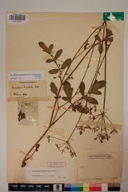 Image result for Physotrichia