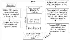 While here, don't forget to rate your customer service experience, add. Trans Resveratrol Imparts Disparate Effects On Transcription Of Dna Damage Sensing Repair Pathway Genes In Euglycemic And Hyperglycemic Rat Testis Sciencedirect