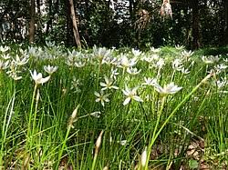Image result for Zephyranthes candida