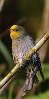 Birds With Yellow Feathers On Head Indicador Indio Yellow Rumped Honeyguide Gelbburzel Honiganzeiger Indicateur A Dos Jaune Birds Animals Creatures