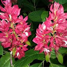 Image result for Erythrococca zambesiaca