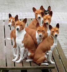 Pin By Melanie Ravenswood On Animais Basenji Dogs Basenji Puppy Dog Breeds
