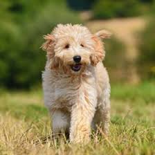 What do i need for my new puppy? Goldendoodle Puppies For Sale Puppyspot
