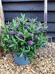 Image result for Hebe