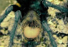 Recluse spiders, especially the brown recluse (loxosceles reclusa), are one of the world's most maligned groups of spiders. Spiders Araneae Sciencedirect