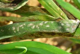 Peronospora Destructor ile ilgili gÃ¶rsel sonucu