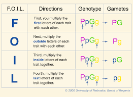 These genes have more than two alleles, and many different possibilities surround which alleles pass down from parent to offspring. Multiple Alleles Bowenbiology