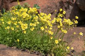 Image result for Oxalis pes-caprae