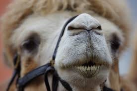 Overlooked in this past weekend's brouhaha over the nunes memo is the role of carter. Fiduciary Enforcement A Camel S Nose Under The Tent Retirement Learning Center