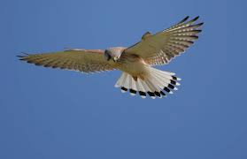 Camera Ergonomics Photographing Birds In Flight With The Sony Rx10mk4 8 October 2018