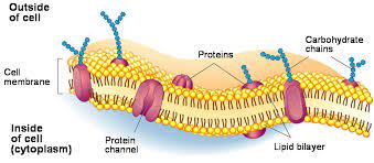 What Are The Main Functions Of The Cell Membrane Socratic