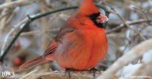 Birds Of Northern Illinois Identification Why Don T Birds Feet Get Cold In The Winter Illinois And Other Americana How To Attract Birds Birds Large Animals