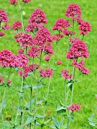Image result for Centranthus