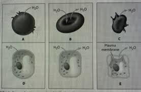 Animal cell placed in a solution hypotonic to the cell. Biology 101 Chapter 5 Flashcards Quizlet