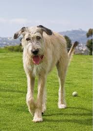 Find irish wolfhounds for sale on oodle classifieds. An Irish Wolfhound Puppy Walking Away Greeting Card For Sale By Zandria Muench Beraldo