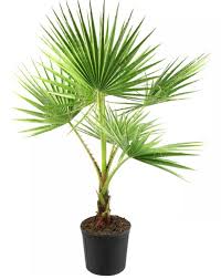 Contrary to what the plant's scientific name suggests, the palm species are not native to washington or the united states. House Plant Washingtonia Robusta Palm Mexican Fan Palm Unique And Unusual Indoor Plants For Your Home Decor Jaydeemahs Com