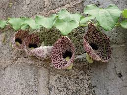 Image result for Aristolochiaceae