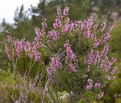 Heather Health Benefits And Side Effects Heather Plant Heather Flower Scottish Heather