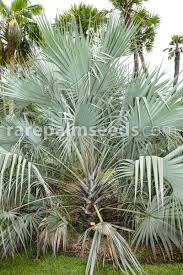 Image result for Hyphaene