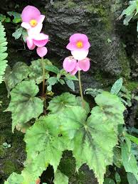 Image result for Begoniaceae