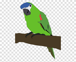 We did not find results for: Budgerigar Lovebird Macaw Parrots Download Animal Parakeet Transparent Png Pngset Com