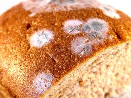 Bread is high in carbohydrates. Is Moldy Bread Bad For You It May Contain Harmful Mycotoxins